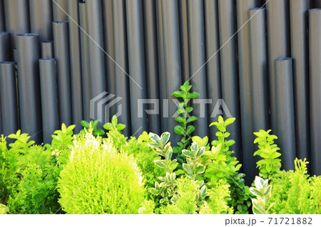 春 花 屋外 71721882