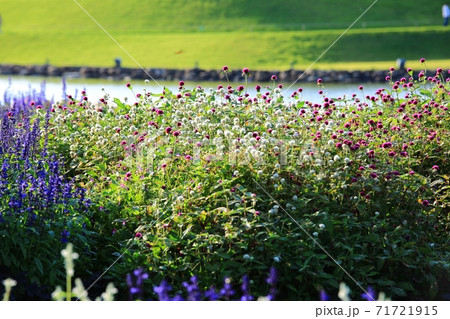 花 公園 万 71721915