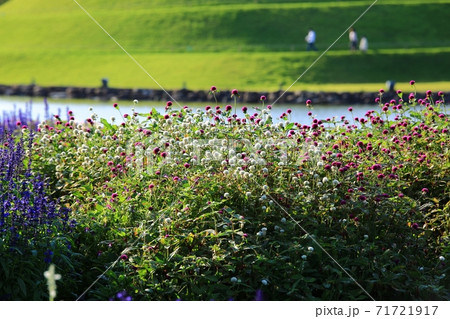 花 公園 万 71721917
