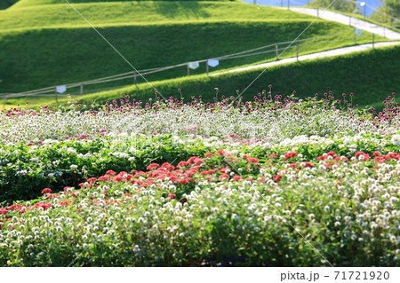 花 公園 万 71721920