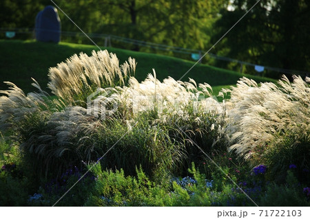 花 万 植物 71722103
