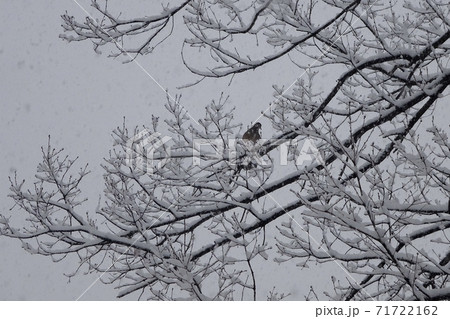 雪の中で木の枝に止まる1羽のハトの写真素材 71722162 Pixta