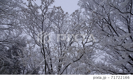 木の枝に雪が積もった風景【富士見中央近隣公園】埼玉県鶴ヶ島市 71722166