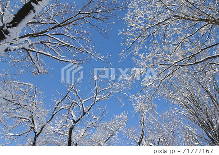 青空に雪が積もった木の枝【富士見中央近隣公園】埼玉県鶴ヶ島市 71722167