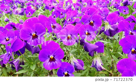 紫色のビオラの花壇の写真素材