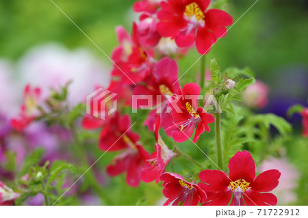 シザンサスの赤い花の蕾と花の写真素材