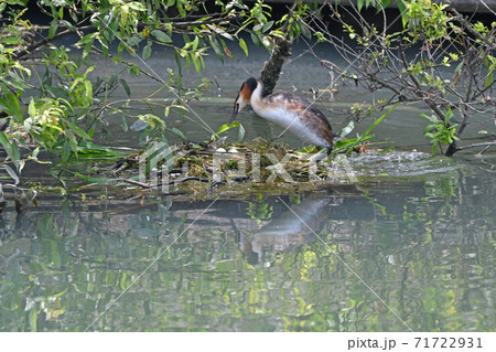 子育て中のカンムリカイツブリ。 71722931