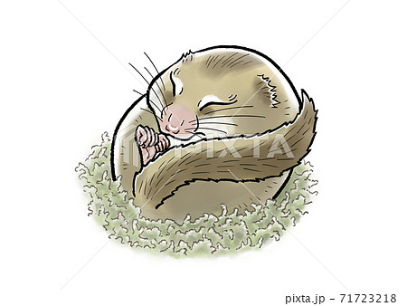 冬眠するヤマネのイラスト素材