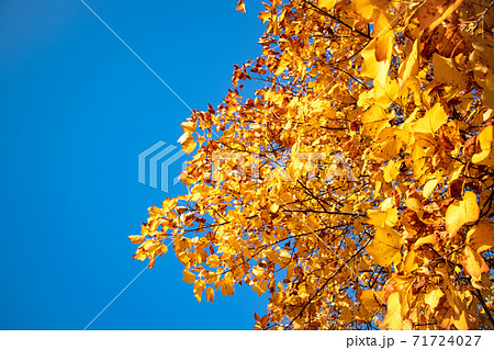 イタヤカエデの黄金色の紅葉と真っ青の空の写真素材