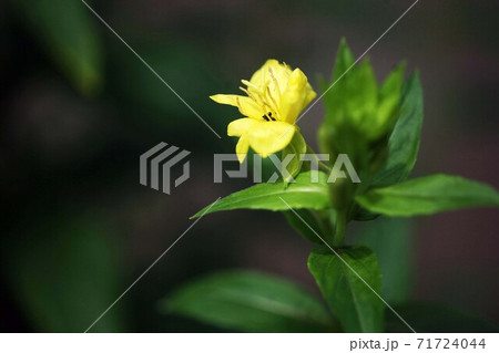 野草 夕方から咲く 黄色い月見草の花の写真素材