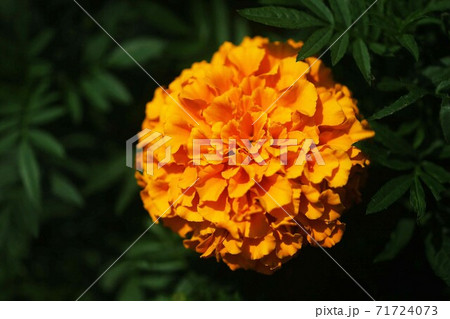 アフリカンマリーゴールド オレンジ色の花の写真素材