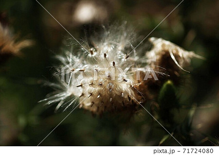 アメリカオニアザミ 白い綿毛の写真素材