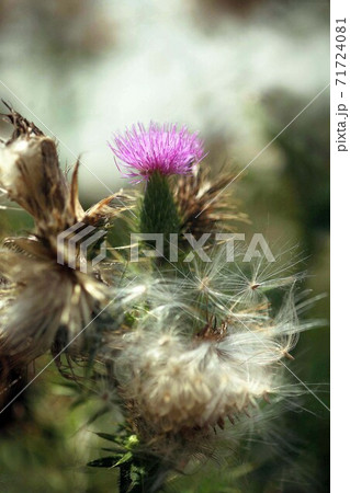 アメリカオニアザミ 残り花と白い綿毛の写真素材