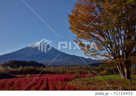 富士山とコキアが彩る秋の河口湖 71724453