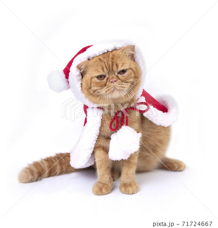 Studio shot of scottish fold cat in red santa claus suit sitting on floor. 71724667
