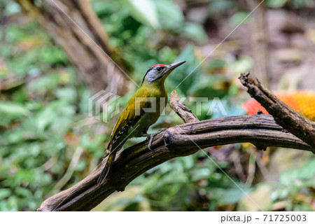 Grey-Headed Woodpecker bird on tree 71725003