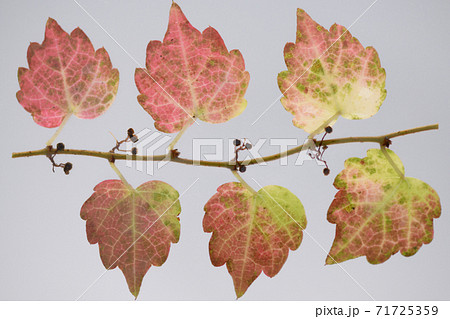 ナツヅタ(夏蔦)の紅葉と葉脈 ナツヅタ(夏蔦)の紅葉と葉脈 71725359