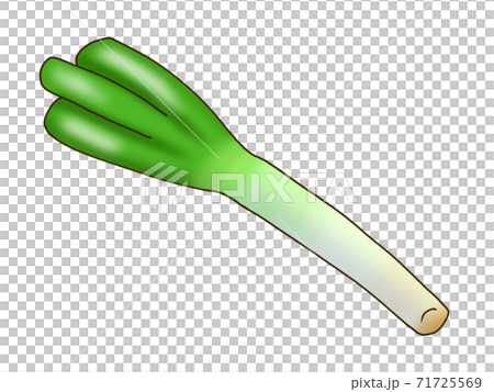 White green onion White green onion 71725569