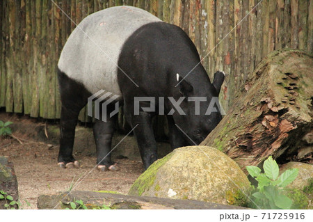 木の近くで食べ物を探すバク 71725916
