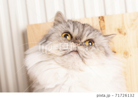 White gray persian cat with expressive golden eyes looking up 71726132