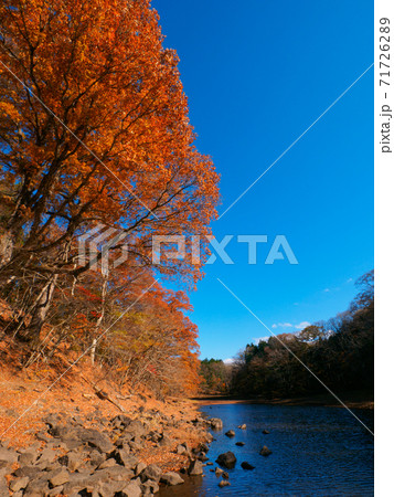 大沼と紅葉した木々 (大沼園地、奥塩原、栃木県) 71726289