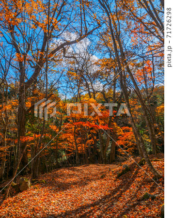 紅葉に覆われた登山道 (新湯富士、奥塩原、栃木県) 71726298