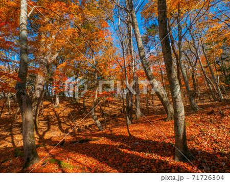 紅葉に覆われた登山道 (新湯富士、奥塩原、栃木県) 紅葉に覆われた登山道 (新湯富士、奥塩原、栃木県) 71726304