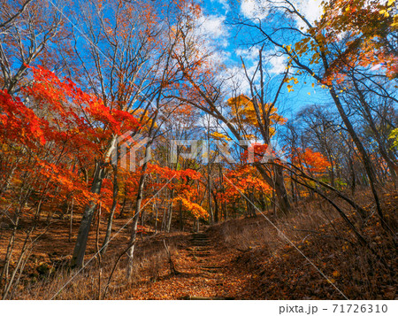 紅葉に覆われた登山道 (新湯富士、奥塩原、栃木県) 紅葉に覆われた登山道 (新湯富士、奥塩原、栃木県) 71726310
