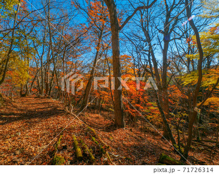 紅葉に覆われた登山道 (新湯富士、奥塩原、栃木県) 紅葉に覆われた登山道 (新湯富士、奥塩原、栃木県) 71726314