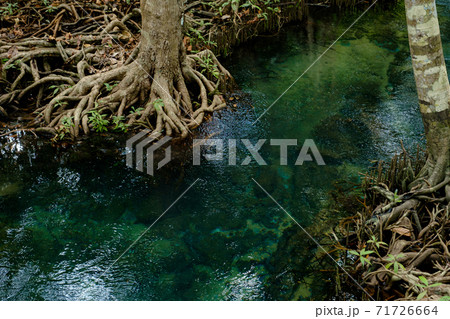 National Park in Krabi Province, Thailand with mangrove forests National Park in Krabi Province, Thailand with mangrove forests 71726664