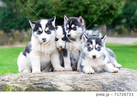 siberian huskies sit 71726733