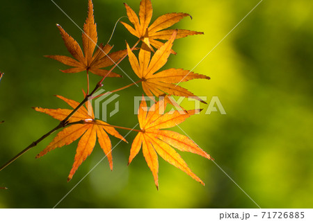 東圓寺(埼玉県)の紅葉 東圓寺(埼玉県)の紅葉 71726885
