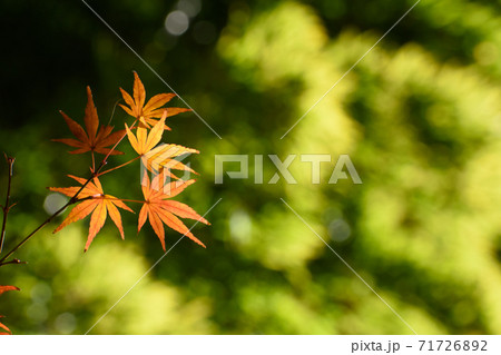 東圓寺(埼玉県)の紅葉 東圓寺(埼玉県)の紅葉 71726892