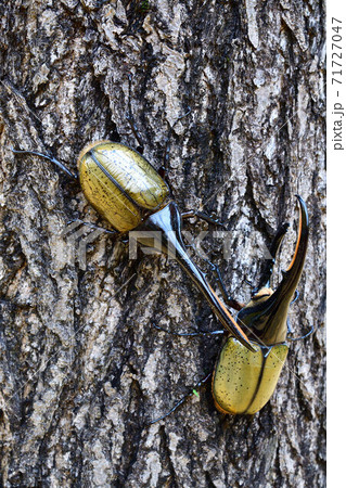 ヘラクレスヘラクレス 71727047