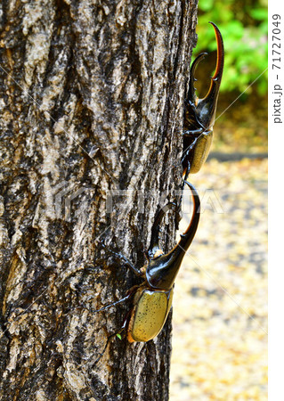 ヘラクレスヘラクレス 71727049