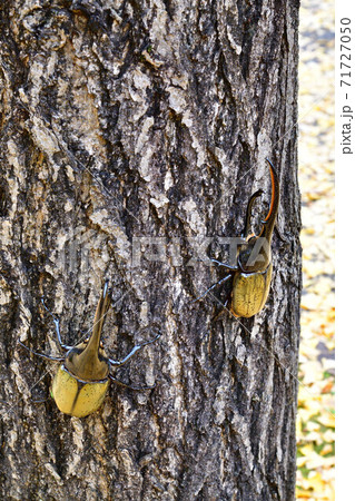 ヘラクレスヘラクレス 71727050