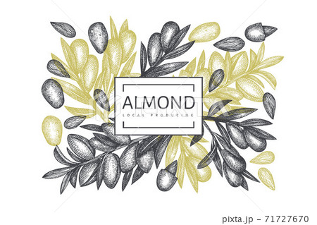 Hand drawn sketch almond design template. Organic food vector illustration. Retro nut illustration. Engraved style botanical background. 71727670