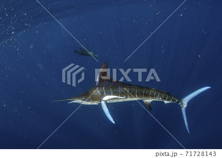 Striped marlin and sea lion hunting in sardine bait ball in pacific ocean Striped marlin and sea lion hunting in sardine bait ball in pacific ocean 71728143