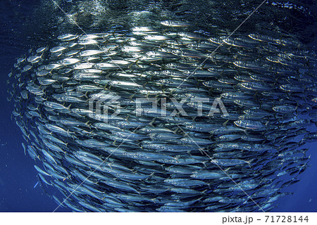 sardine school of fish underwater 71728144