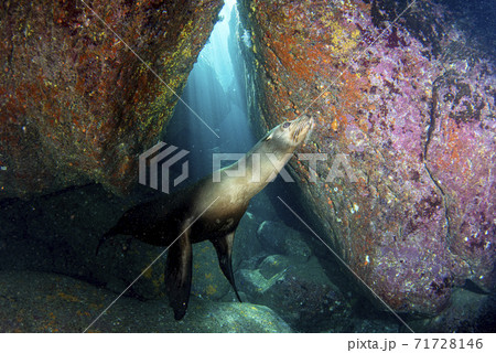 sea lion seal underwater 71728146