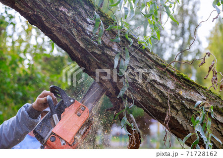 Man pruning tree branches work in the city utilities after damaged trees after a storm 71728162
