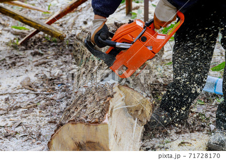 Professional city utilities cutting a big tree in the city after a hurricane storm damage trees storm 71728170