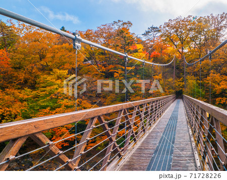 紅葉の七ツ岩吊橋 (塩原温泉、栃木県) 71728226