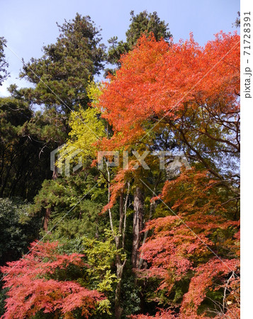 紅葉の森 71728391