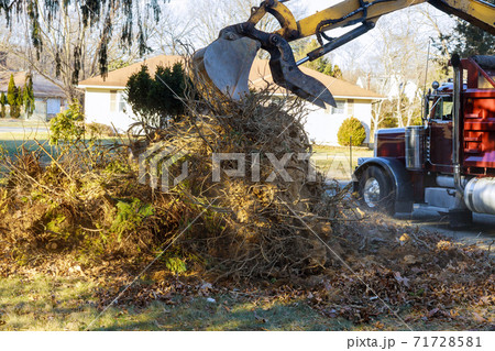 Urban emergency service removes a tree with special equipment tractor loading into a truck 71728581