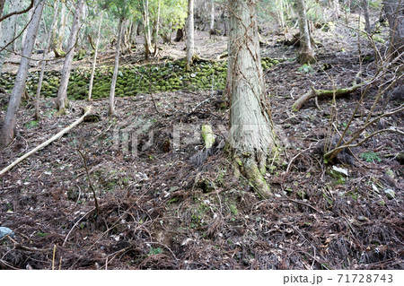 芦生の森の木々 芦生の森の木々 71728743
