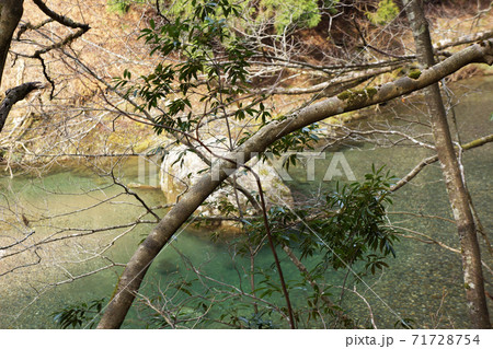 芦生の森の中の川を背景にした木の枝 71728754