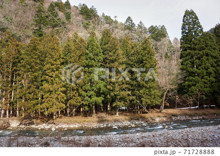芦生の森を川越しに見た景色 71728888