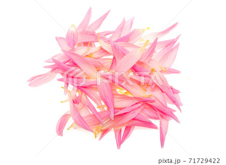 dahlia petals isolated dahlia petals isolated 71729422