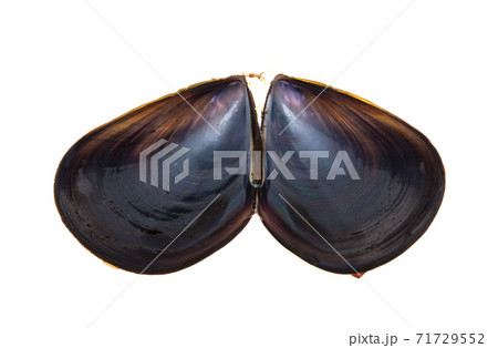 mussels isolated mussels isolated 71729552